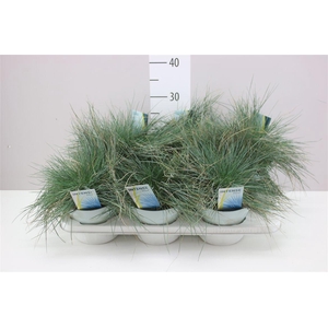 Festuca Gl. Intense Blue