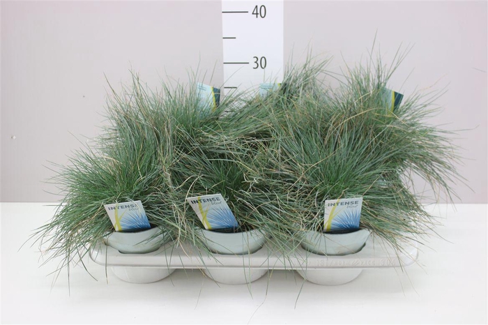 <h4>Festuca Gl. Intense Blue</h4>