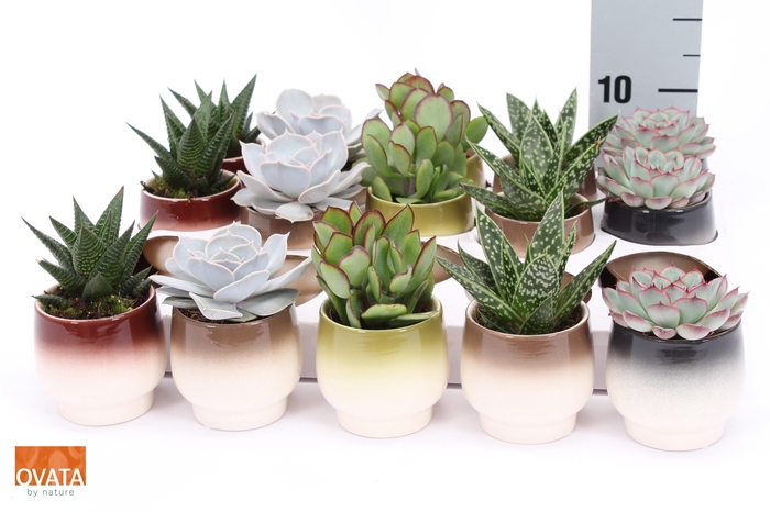 <h4>SUCC GEM 5 SRT</h4>