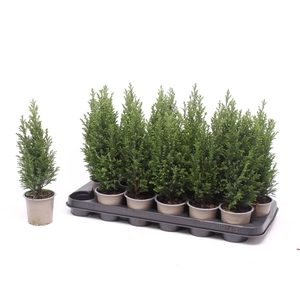 Chamaecyparis laws. 'Ellwoodii'