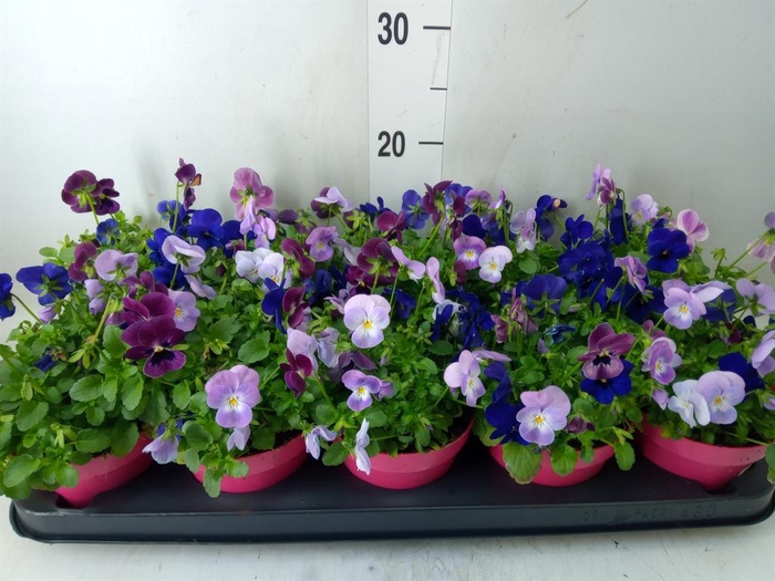 <h4>Viola corn. 'Evo Mini MM London'</h4>