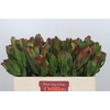 Leucadendron Laurel Yellow