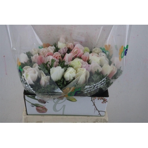 Anem Mistral Super White Salmon