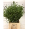 GR VACC HUCKLEBERRY