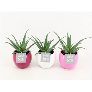 Aloe Arborescens 10,5 in Pink mix pot