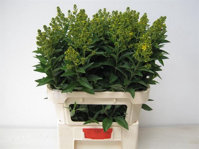 Lysimachia Vulgaris Extra