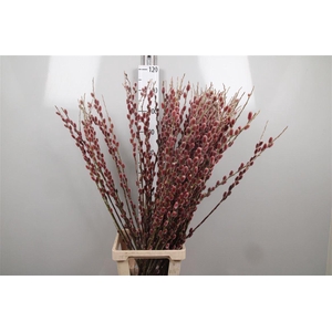Salix G Pink Cushion