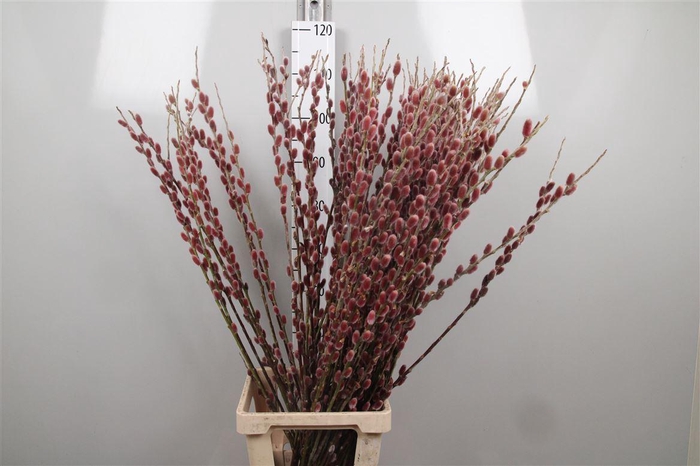 <h4>Salix G Pink Cushion</h4>