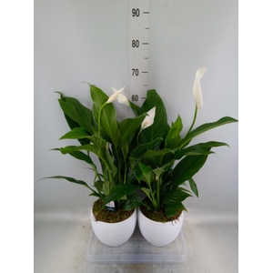 Spathiphyllum  'Bingo Cupido'