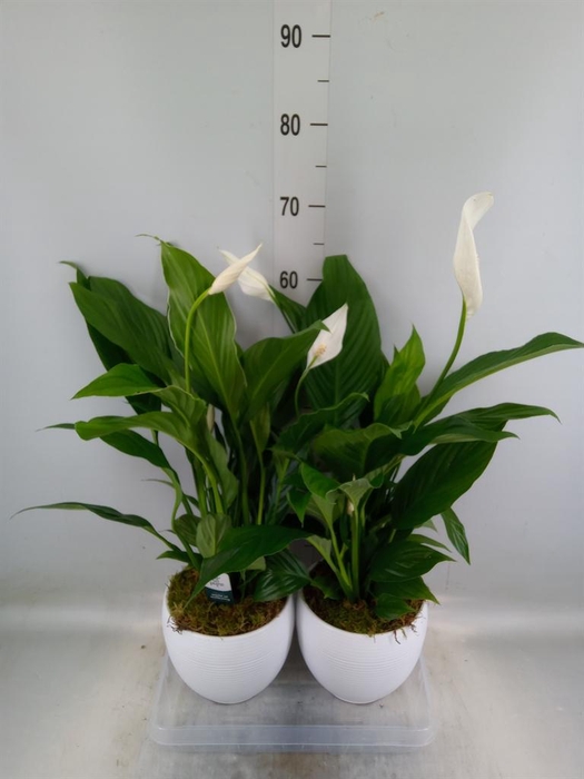 <h4>Spathiphyllum 'Bingo Cupido'</h4>
