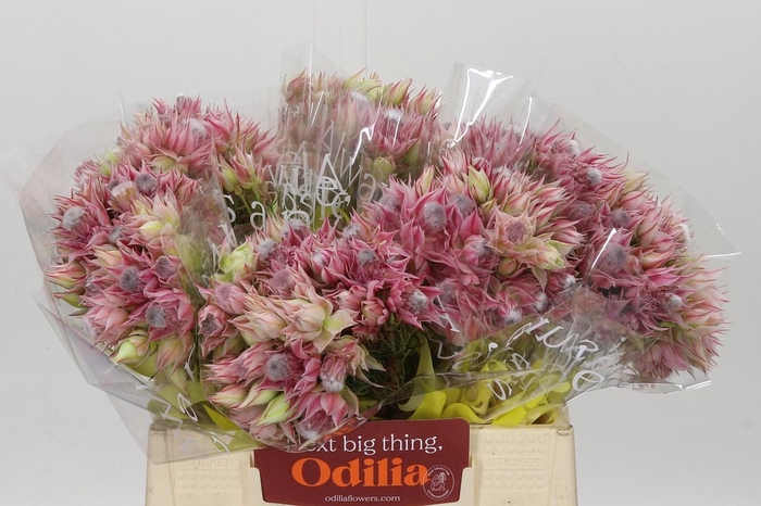 <h4>Blushing Bride Pink 2/5 Flowers</h4>