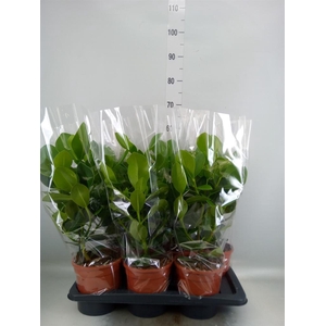 Clusia rosea 'Princess'