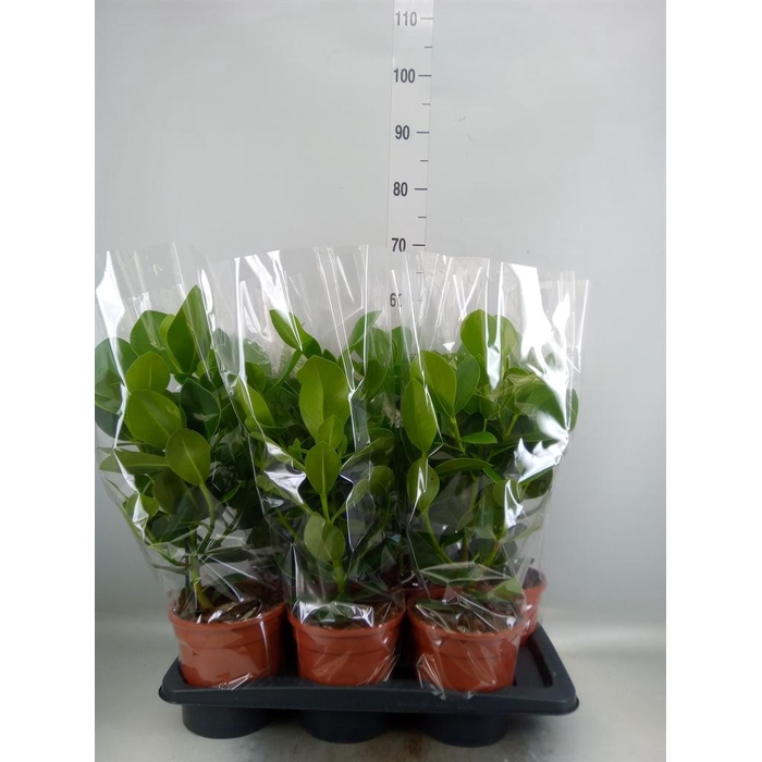 <h4>Clusia rosea 'Princess'</h4>