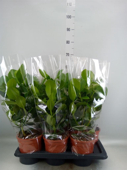<h4>Clusia rosea 'Princess'</h4>