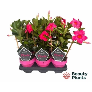 MANDE SUN PINK
