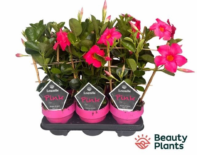 <h4>MANDE SUN PINK</h4>