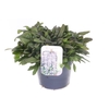 Ajuga