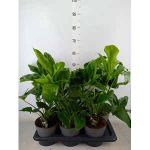 Philodendron  'Fun Bun'