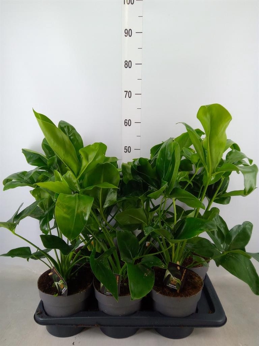 <h4>Philodendron  'Fun Bun'</h4>