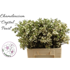 CHAME CRYSTAL PEARL