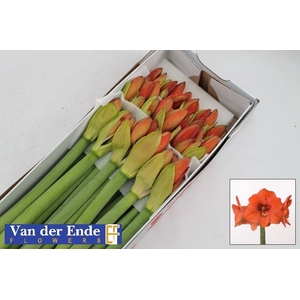 HIPP GA NARANJA