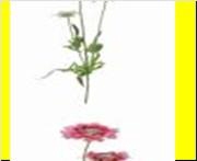 <h4>AF Scabiosa x3 L63cm White</h4>