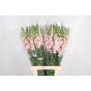 Antirrhinum It. Soft Pink