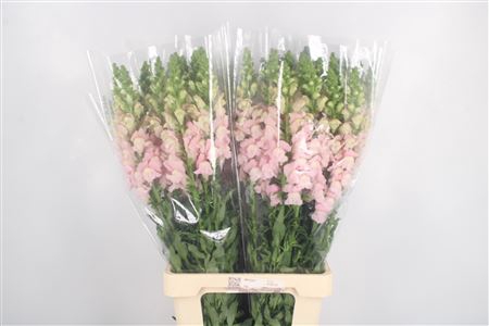 <h4>Antirrhinum It. Soft Pink</h4>