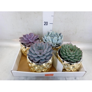 Echeveria   ...mix