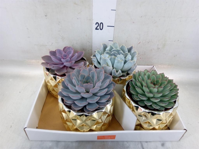 <h4>Echeveria   ...mix</h4>