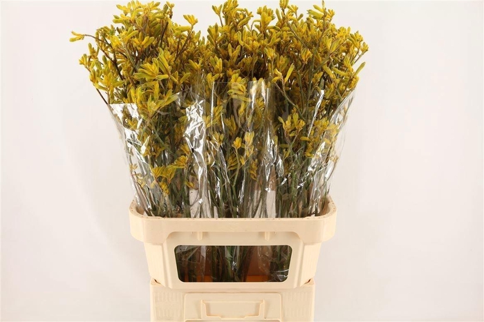 <h4>Anigoz Yellow Gem</h4>
