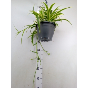 Chlorophytum com. 'Vittatum'