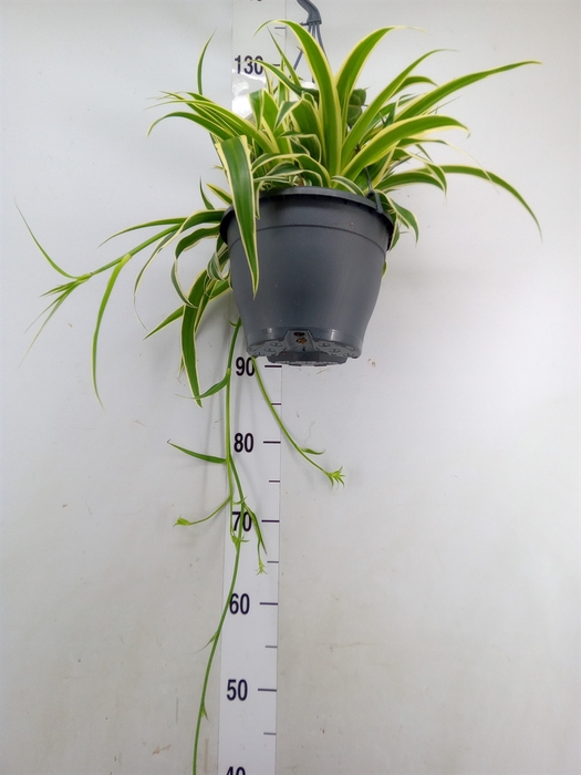 <h4>Chlorophytum com. 'Vittatum'</h4>