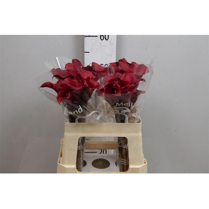 Zant Red Charm