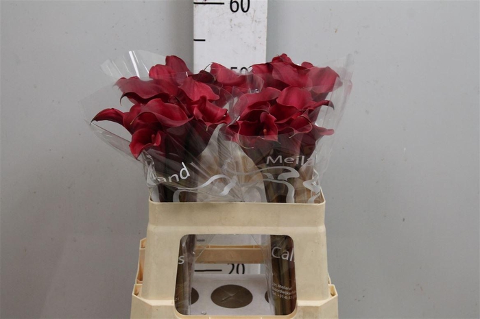 <h4>Zant Red Charm</h4>