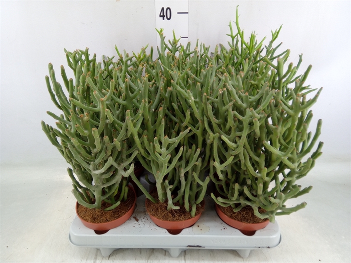 <h4>Euphorbia tirucalli</h4>