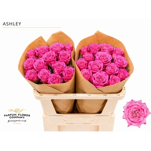 Rosa Garden Ashley