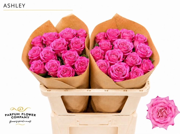 <h4>Rosa Garden Ashley</h4>