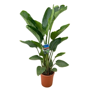 Strelitzia augusta