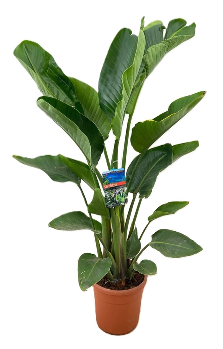 <h4>Strelitzia augusta</h4>