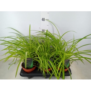 Chlorophytum cos. 'Atlantic'