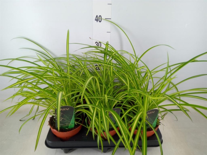 <h4>Chlorophytum cos. 'Atlantic'</h4>