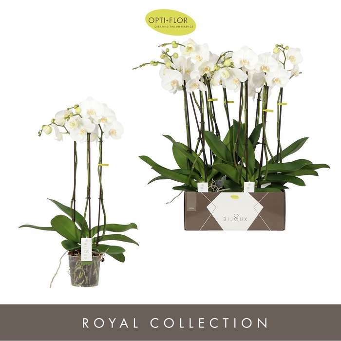 <h4>Phalaenopsis wit meer takken</h4>