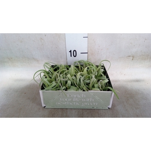 Tillandsia