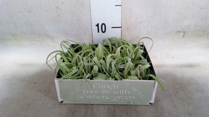 <h4>Tillandsia</h4>