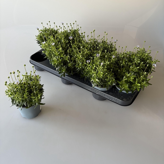 <h4>Felicia amelloides Felicitara Blue</h4>