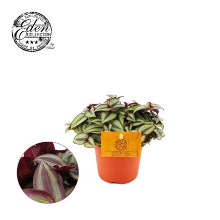 <h4>Tradescantia Zebrina</h4>