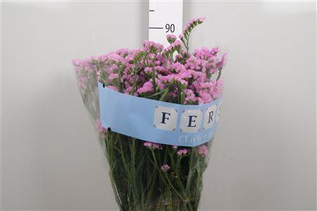 Lim S Fantasia Wings