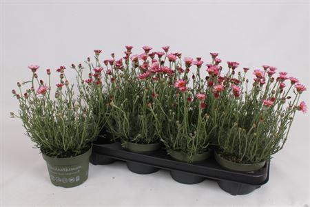 Rhodan H Zagora Pink