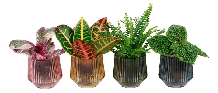 <h4>L 67404 W. GREEN MIX 6 CM</h4>